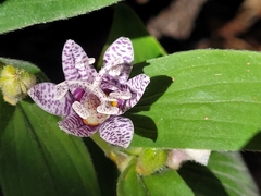 Tricyrtis formosana