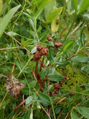 Kalmia microphylla
