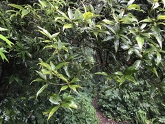 Lithocarpus shinsuiensis