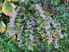 Tricyrtis formosana
