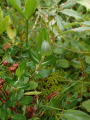 Kalmia microphylla