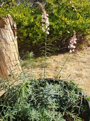 Linaria purpurea