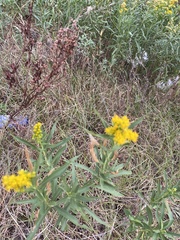 Euthamia gymnospermoides