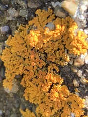 Rusavskia elegans