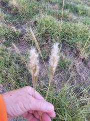 Bothriochloa barbinodis