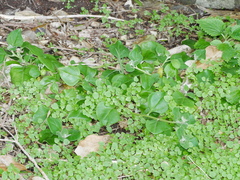 Parietaria debilis