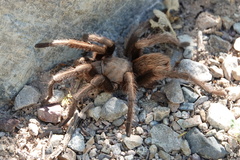 Aphonopelma iodius
