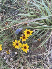 Coreopsis tinctoria