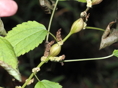 Neolasioptera boehmeriae