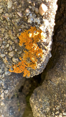 Rusavskia elegans