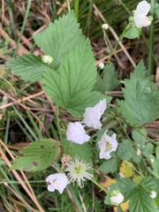 Rubus rosifolius