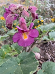 Proboscidea parviflora