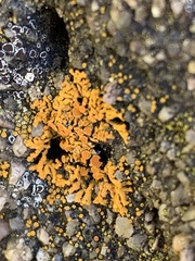 Rusavskia elegans