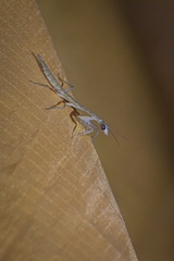 Orthoderella