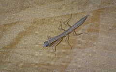 Orthoderella