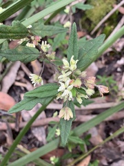 Xanthosia pilosa