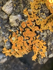 Rusavskia elegans