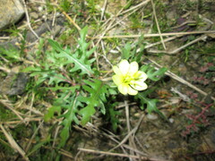 Oenothera laciniata