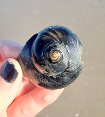 Neverita duplicata