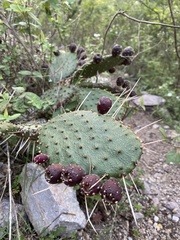 Opuntia hyptiacantha