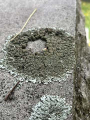 Xanthoparmelia conspersa