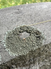 Xanthoparmelia conspersa