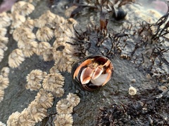 Pagurus acadianus