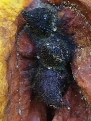 Hormaphis hamamelidis