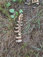 Didelphis virginiana