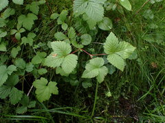 Rubus arcticus