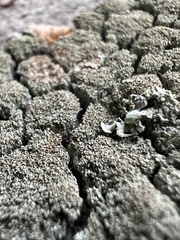 Xanthoparmelia conspersa