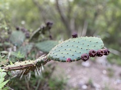 Opuntia hyptiacantha