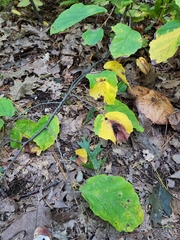 Hormaphis hamamelidis