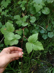 Rubus arcticus
