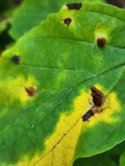 Hormaphis hamamelidis