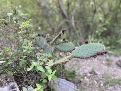 Opuntia hyptiacantha