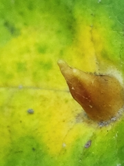 Hormaphis hamamelidis