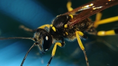 Sceliphron madraspatanum