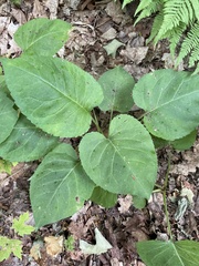 Scrobipalpula manierreorum