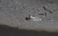 Pleurodema nebulosum