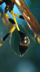 Sceliphron madraspatanum