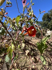 Ipomoea coccinea