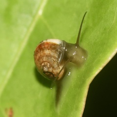 Helicinidae