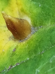 Hormaphis hamamelidis