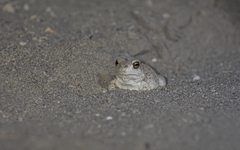 Pleurodema nebulosum