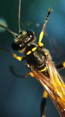 Sceliphron madraspatanum