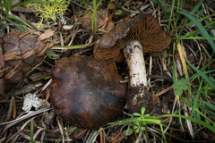 Cortinarius ohlone