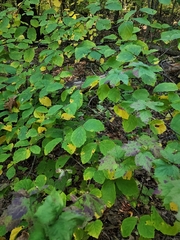 Hormaphis hamamelidis