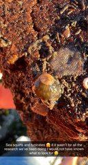 Botrylloides violaceus