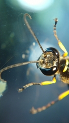 Sceliphron madraspatanum